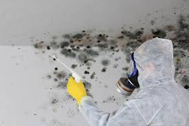 Why You Should Choose Our Mold Remediation Services in Bridgman, MI